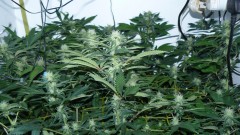 drobes 010823 018