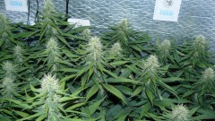 drobes 010823 024