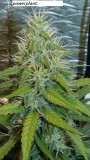 drobes 09 08 23 009
