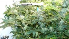drobes 09 08 23 019