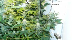 drobes 09 08 23 020