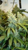 drobes 09 08 23 033