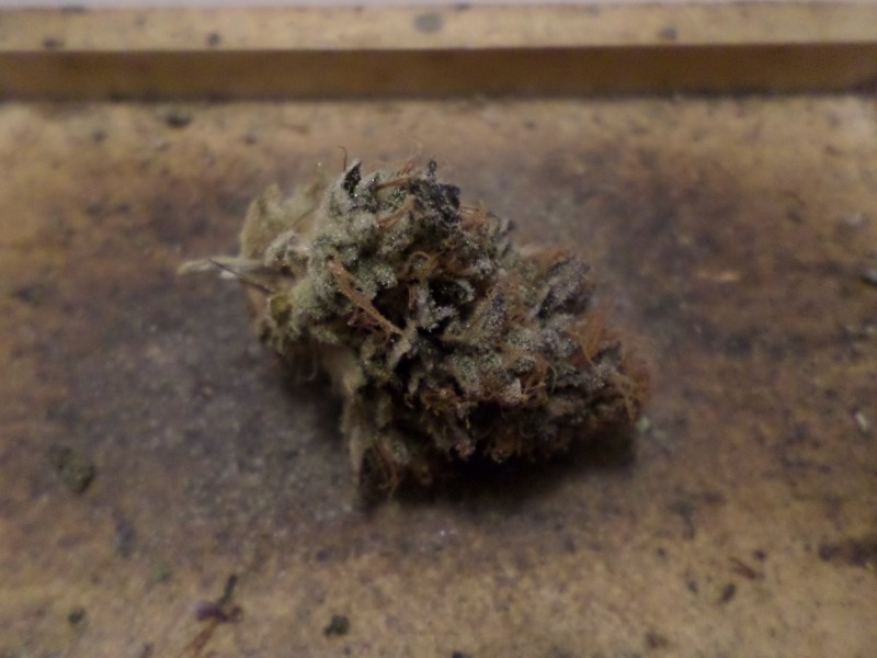 mimozznug
