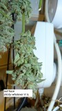 drobes and harvest 20 08 23 002