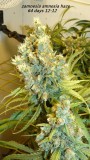 drobes and harvest 20 08 23 008