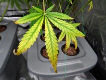 light-burn-leaf-cannabis