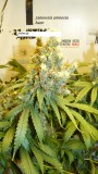 drobes 24 08 23 001