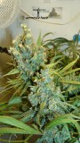 drobes 24 08 23 003