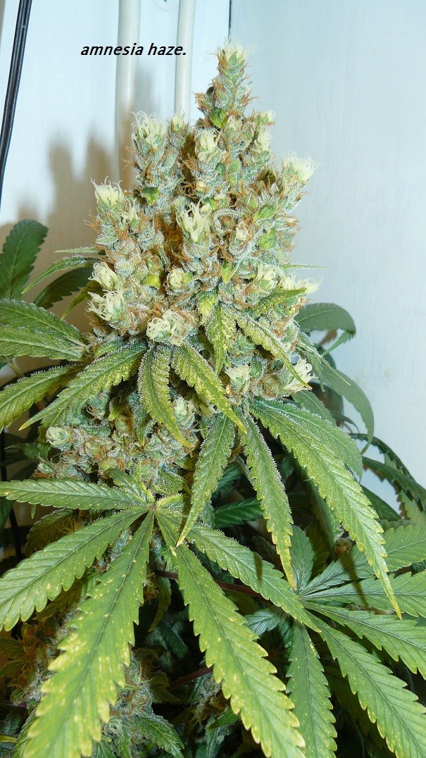 drobes 24 08 23 005