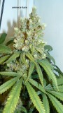 drobes 24 08 23 005