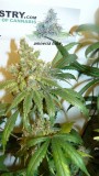 drobes 24 08 23 006