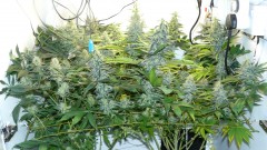 drobes 24 08 23 012