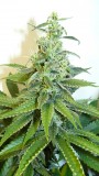 drobes 24 08 23 016