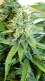 drobes 24 08 23 017