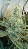 drobes 24 08 23 018