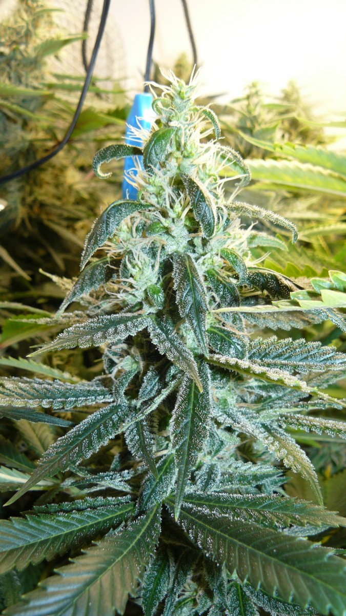 drobes 24 08 23 019