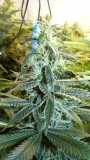 drobes 24 08 23 019