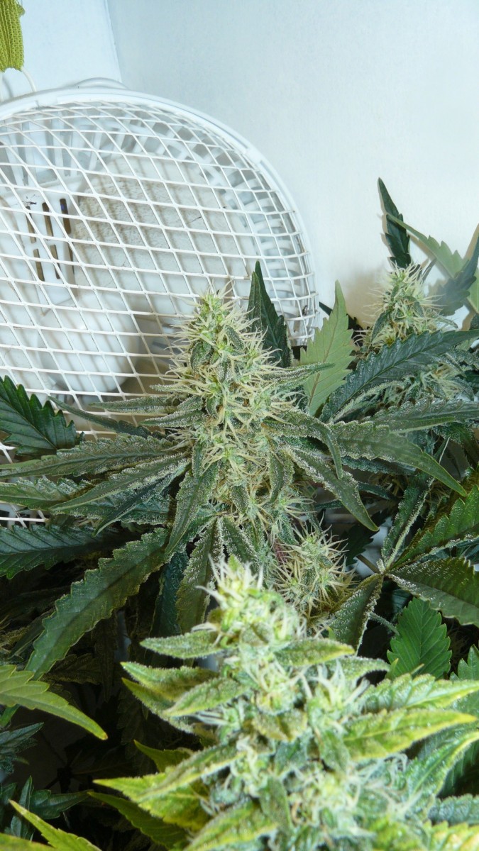 drobes 24 08 23 020
