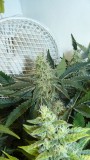 drobes 24 08 23 020