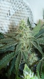 drobes 24 08 23 021