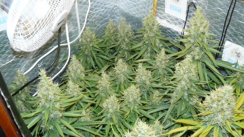 drobes 24 08 23 023