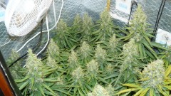drobes 24 08 23 023