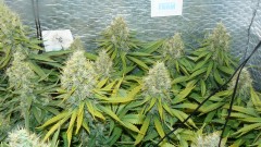 drobes 24 08 23 024