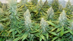 drobes 24 08 23 025