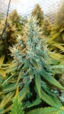 drobes 24 08 23 026