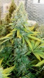 drobes 24 08 23 028