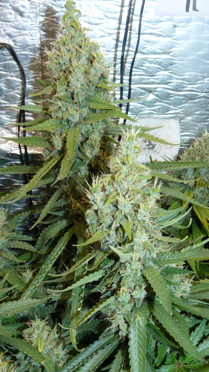 drobes 24 08 23 029