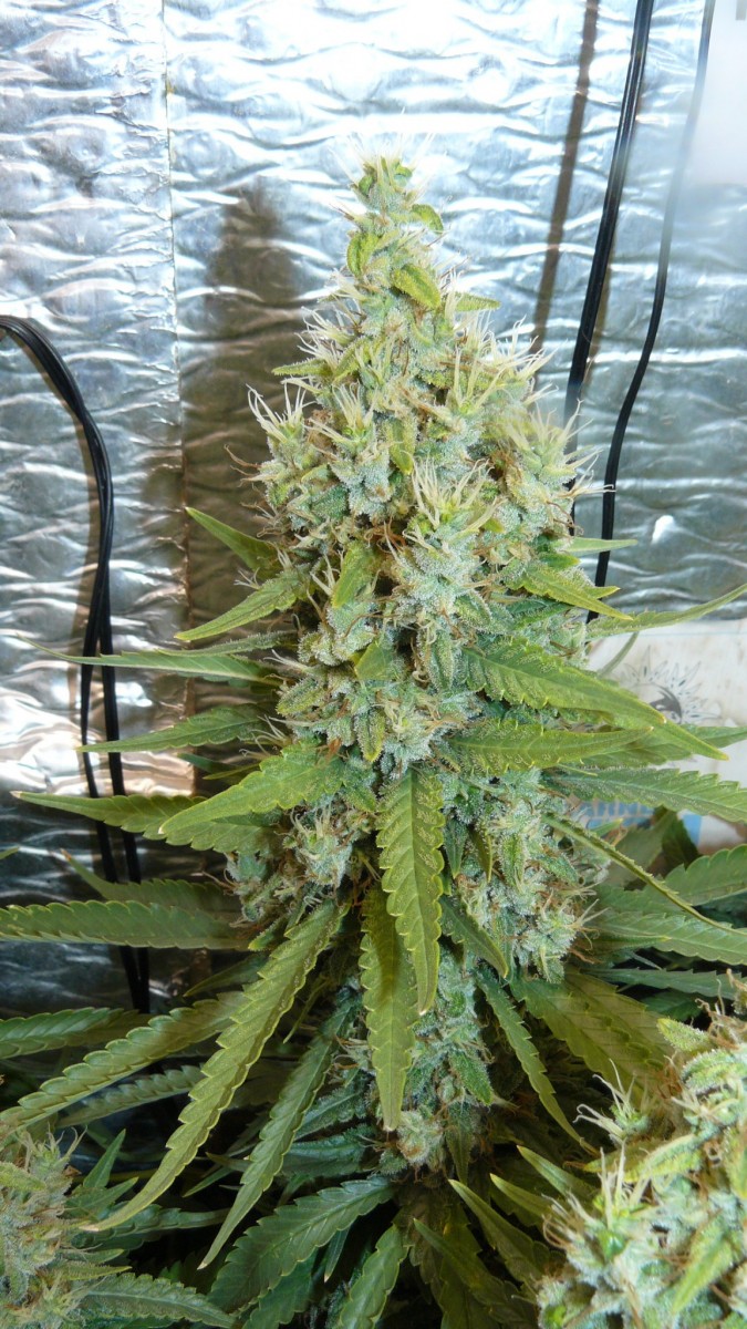 drobes 24 08 23 030