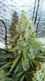 drobes 24 08 23 030