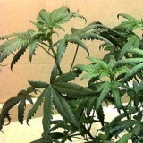 marijuana-droopy-leaves-nitrogen-toxic-cannabis