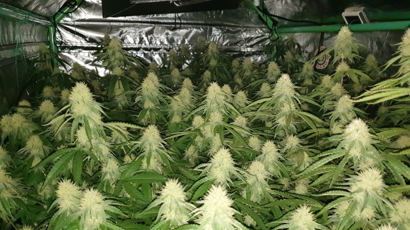 Glueberry O.G and The Ultimate by Dutch Passion