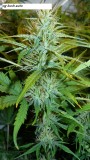 drobes 22 11 23 017