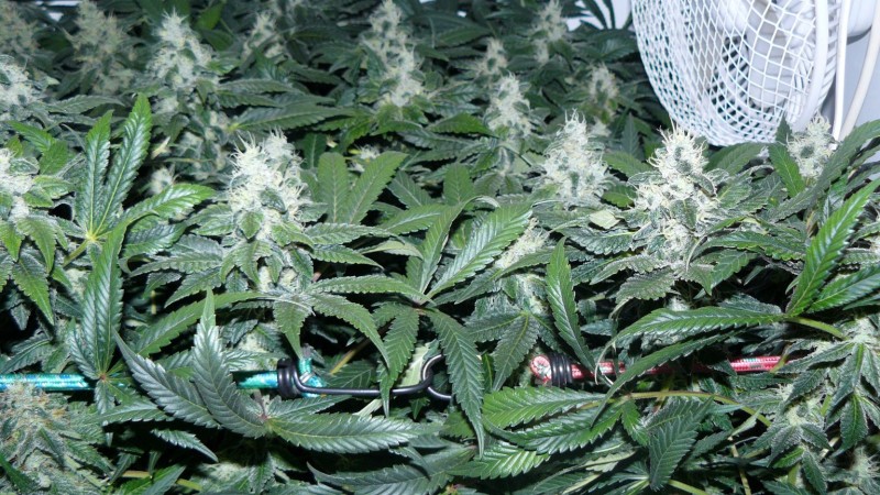 tangie1