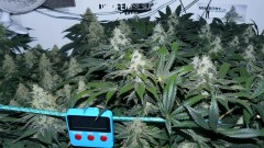 tangie2