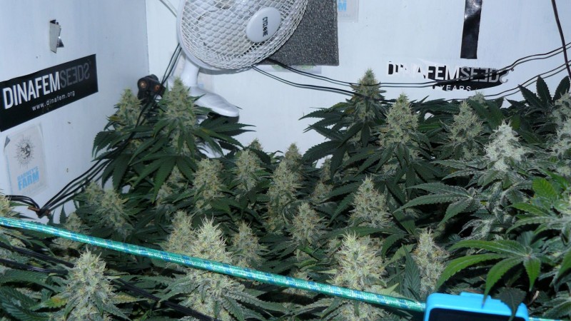 tangie3