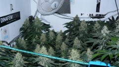 tangie3