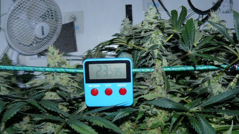 tangie4