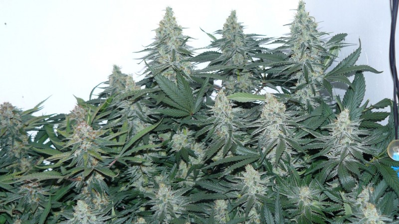 tangie9