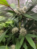 IMG_20190912_194116