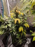 IMG_20190924_172458