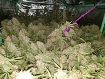 Glueberry O.G and The Ultimate by Dutch Passion