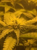 61F94949-49BB-4D98-946F-0C9D6C60CBD8