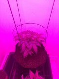 Fruitcake auto