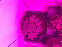 Fruitcake auto