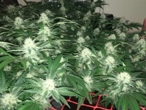 peyote and critical