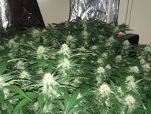 peyote and critical